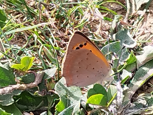Small Copper