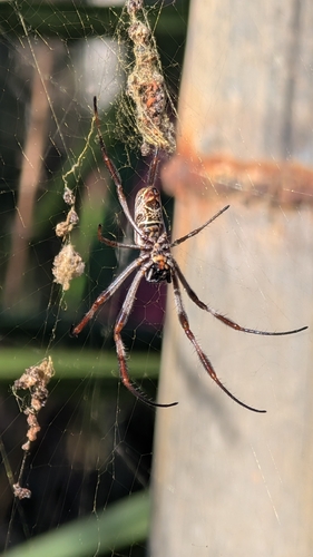 Australian Golden Orbweaver