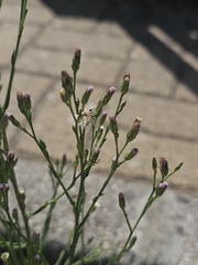 Symphyotrichum squamatum, photograph (c) Elizabete Marchante, some rights reserved (CC BY)