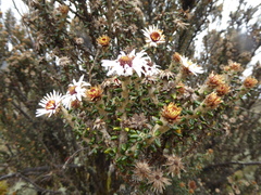 Diplostephium sagasteguii