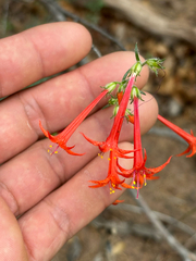 Ipomopsis aggregata, photograph author not stated, no rights reserved