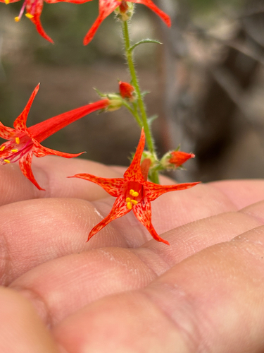 Ipomopsis aggregata, photograph 5