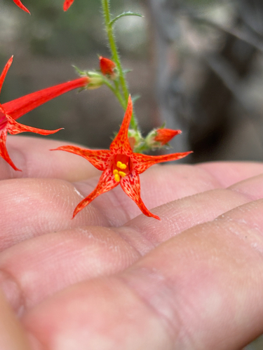 Ipomopsis aggregata, photograph 4