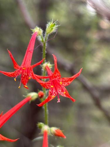 Ipomopsis aggregata, photograph 3