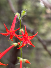Ipomopsis aggregata, photograph author not stated, no rights reserved