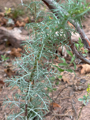 Ipomopsis aggregata, photograph author not stated, no rights reserved