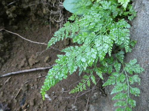 Onychium japonicum observed 2026-09-26