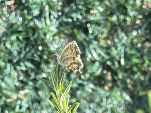 Common Geranium-bronze