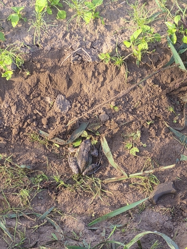 European Common Frog