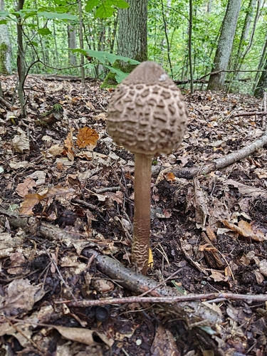 Parasol