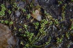 Mononeuria uniflora