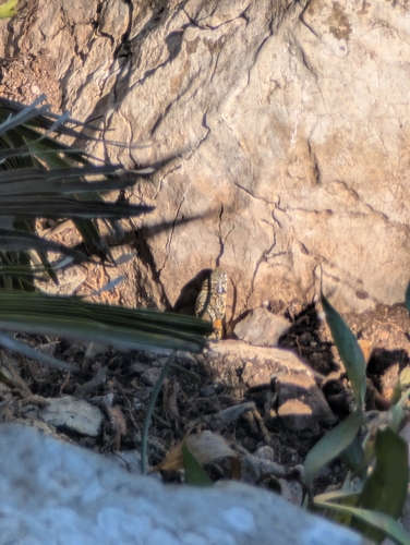 Horseshoe Whip Snake