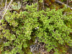 Clinopodium nubigenum