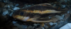 Platydoras armatulus