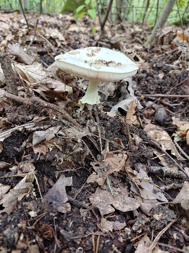 False Death-cap