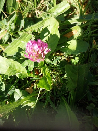 Red Clover