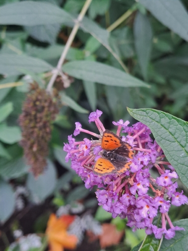 Small Copper