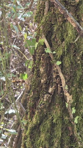 European Hornet