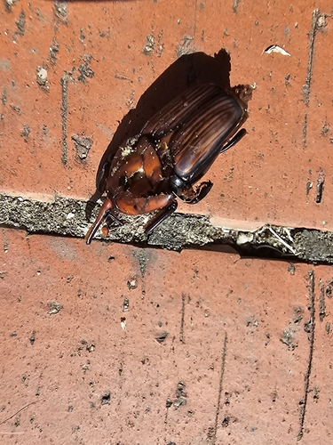 Red Palm Weevil