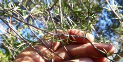 Olearia lineata