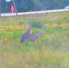 Grus canadensis image