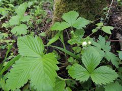 Fragaria moschata