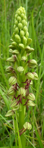 Orchis anthropophora