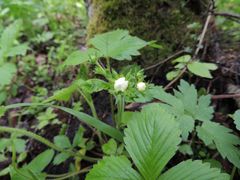 Fragaria moschata