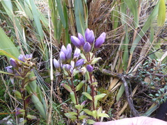 Gentianella foliosa
