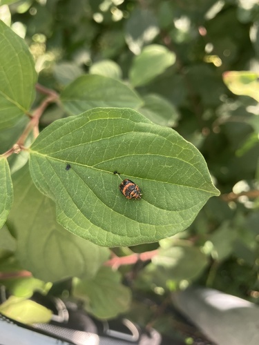 Asian Lady Beetle
