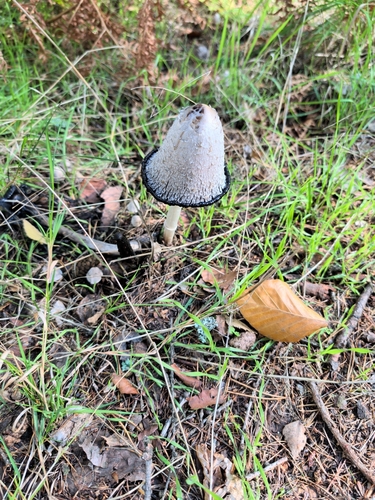 Shaggy Mane