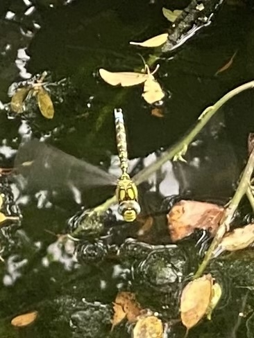 Southern Hawker