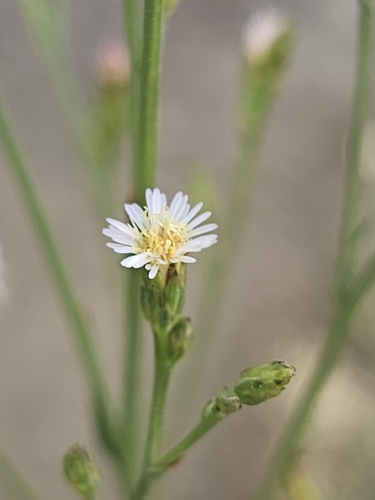 saltmarsh aster