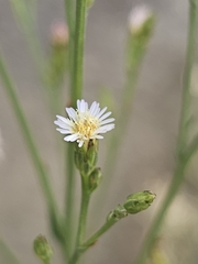 Symphyotrichum squamatum