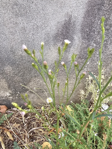 Symphyotrichum squamatum, photograph 2