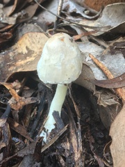 Leucoagaricus ooliekirrus