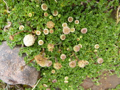 Plagiocheilus frigidus