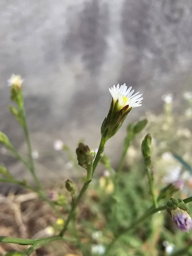 Symphyotrichum squamatum, photograph 3