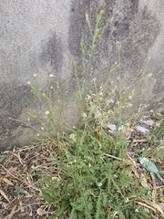 Symphyotrichum squamatum, photograph (c) Elizabete Marchante, some rights reserved (CC BY)