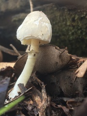 Leucoagaricus ooliekirrus