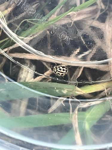 16-spot Ladybird