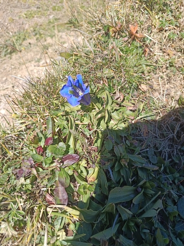 trumpet gentian