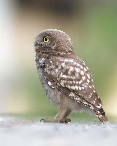 Little Owl