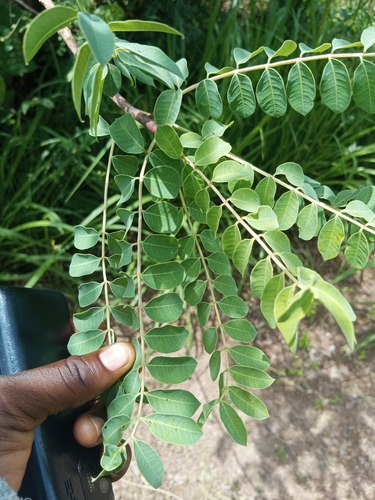marula