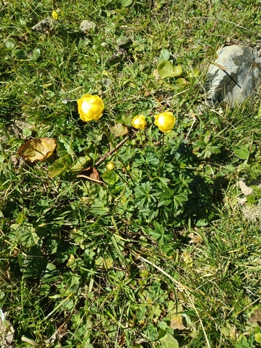 European Globeflower
