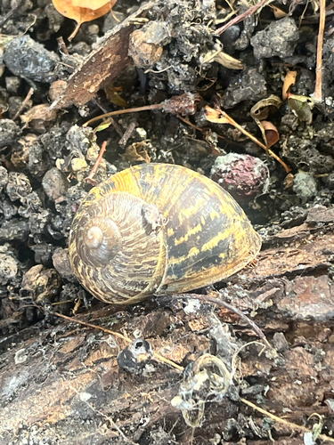 Garden Snail