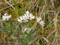 Linochilus rupestris