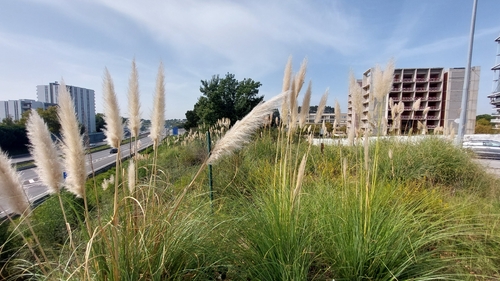 Pampas Grass
