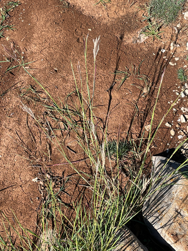 Bothriochloa ischaemum, photograph 3