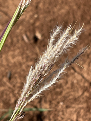 Bothriochloa ischaemum